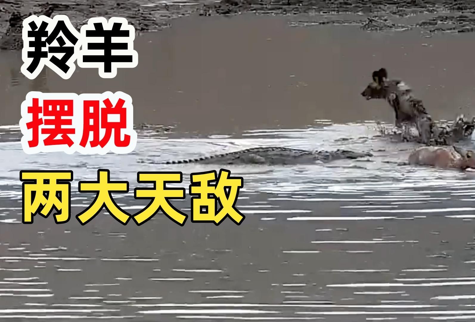 野狗天敌图片