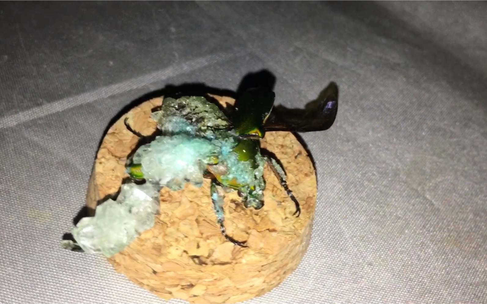 yonestu结晶的苹绿唇金龟