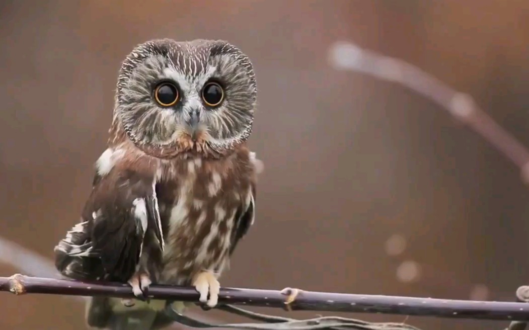 棕榈鬼鸮,清澈见底的大眼睛.