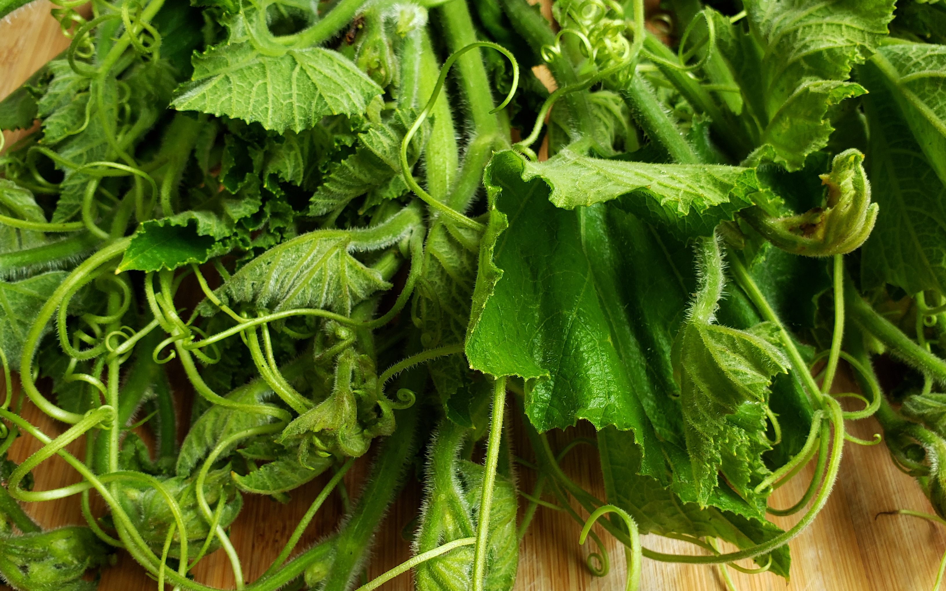 一周吃3次的南瓜尖做法,简单美味,每次上桌都光盘