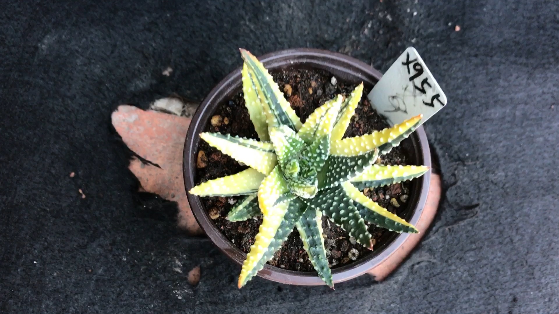 硬叶十二卷-环纹东(冬)之星座锦