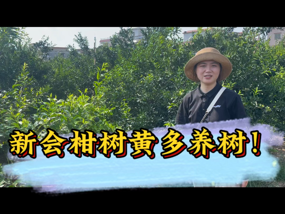 柑橘黄树调理哔哩哔哩bilibili