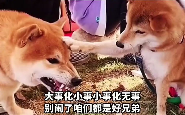 大事化小事小事化无事,别闹了,咱们都是兄弟!