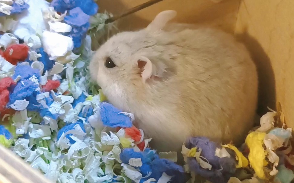 点点今天也很可爱 【奶茶仓鼠】