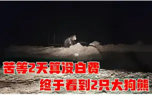 Download Video: 女骑士扎营热玉乡2天要看狗熊，村长开车带着全村找，果然没失望