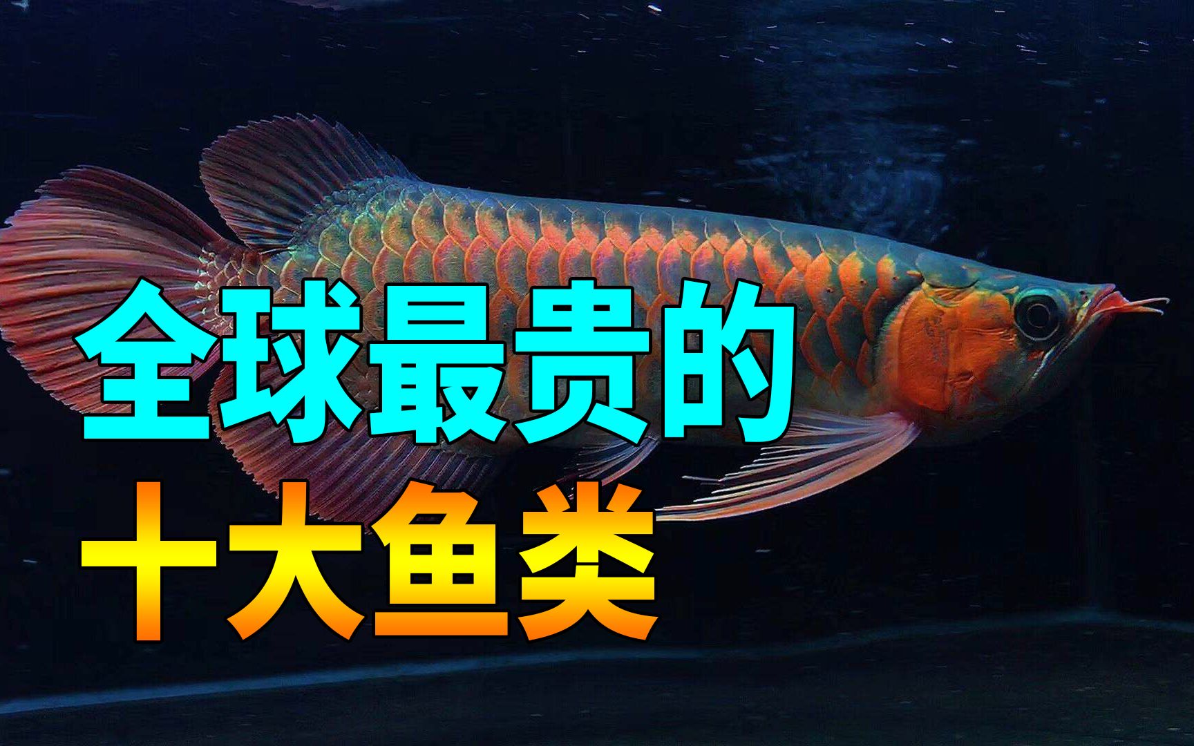 全球十个价格最高的鱼类,它们价格堪比黄金,你见过几个?哔哩哔哩bilibili