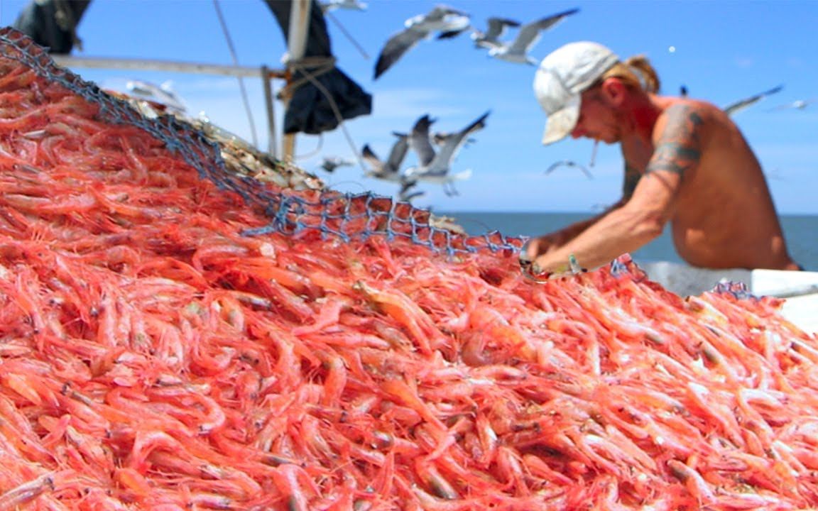 国外海捕系列,远洋船深海捕捞阿根廷红虾,看看怎么网捕野生虾