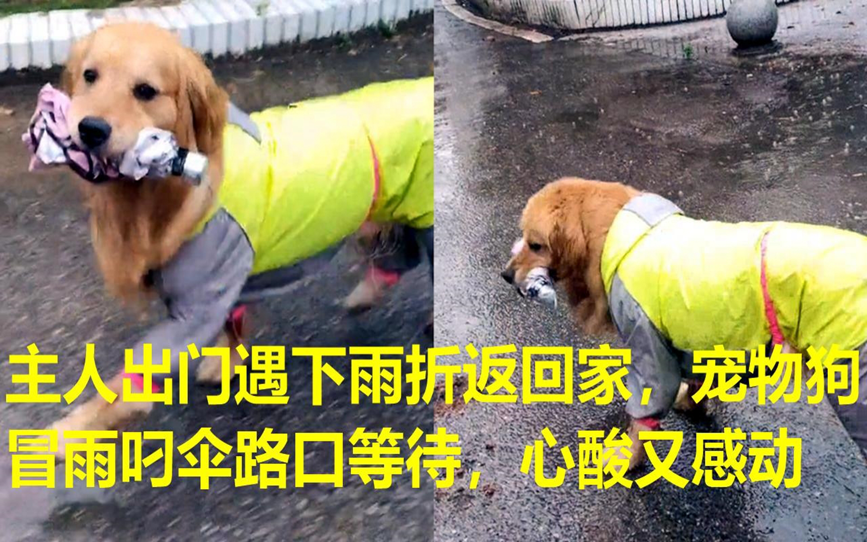 主人出门遇下雨折返回家,宠物狗冒雨叼伞路口等待,心酸又感动