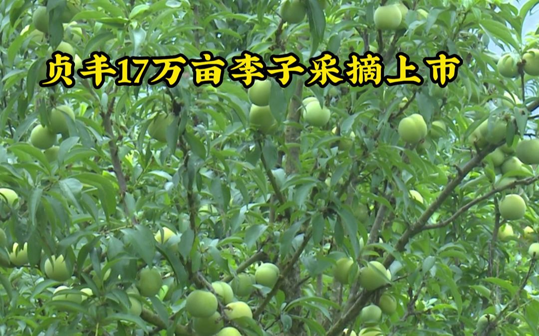 贵州贞丰17万亩李子采摘上市 助推乡村振兴哔哩哔哩bilibili