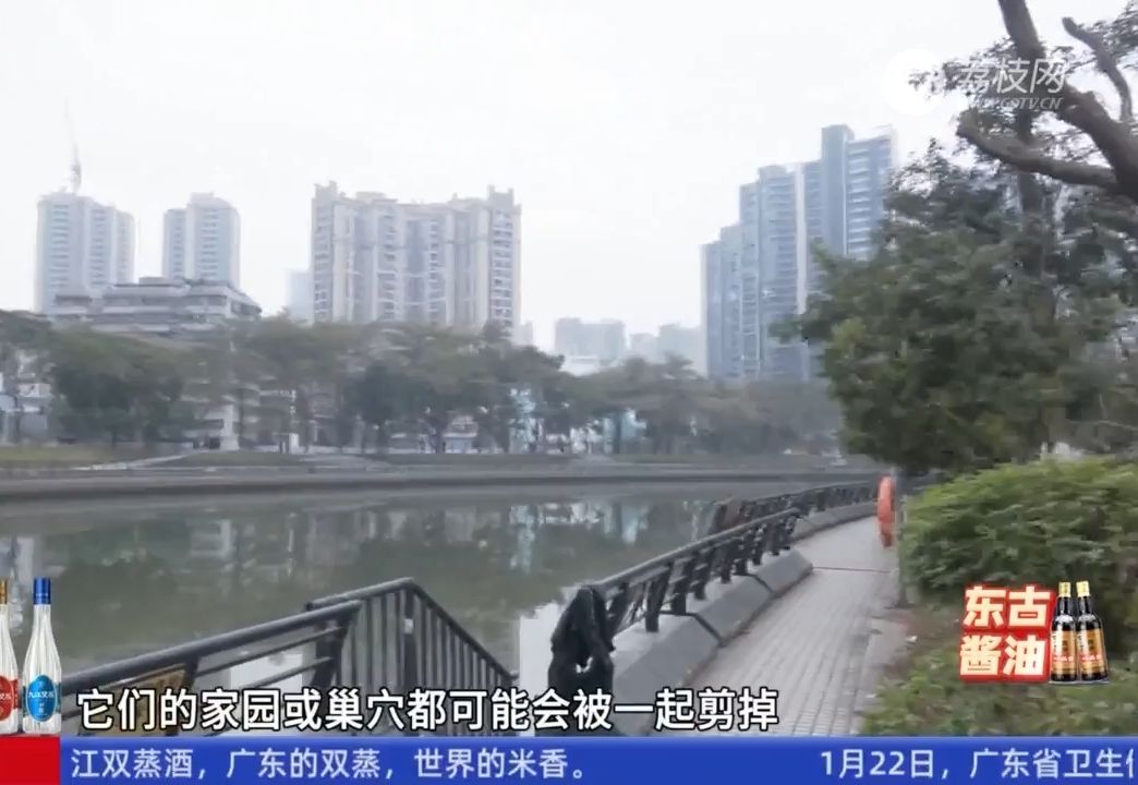 【粤语新闻】广州荔湾:花地河边树木被“剃光头” 街坊质疑过度修剪哔哩哔哩bilibili