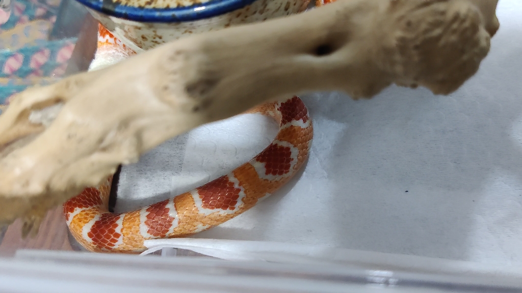 玉米蛇蜕皮 非全程