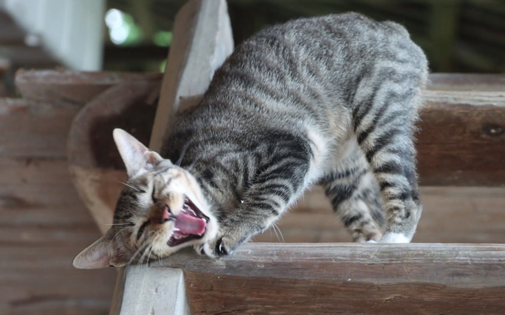 猫咪为了一口吃的,疯狂撒娇卖萌打滚