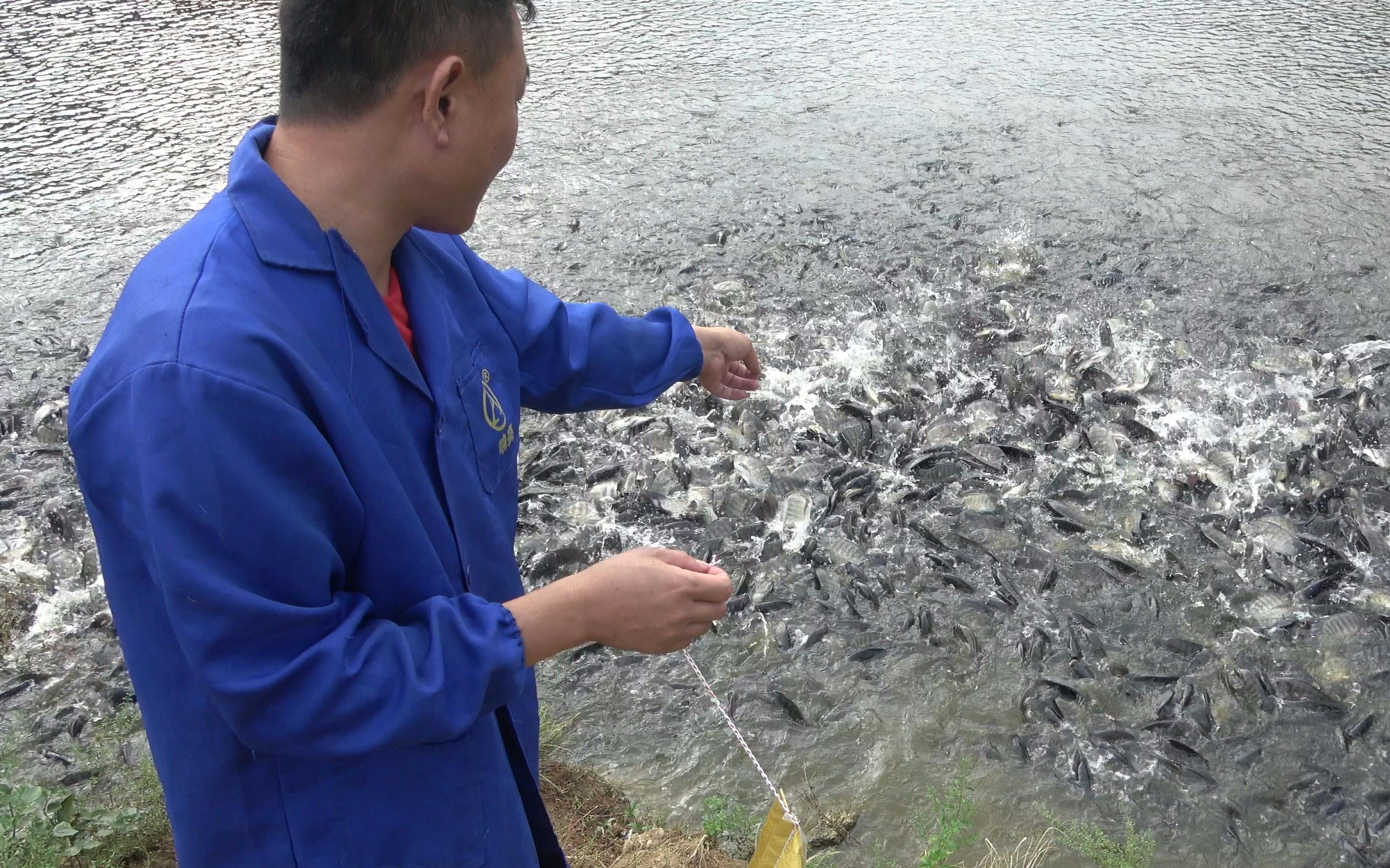 老林喂鱼,饲料还没倒下鱼塘,水面就炸起来了,这鱼该是饿疯了吧