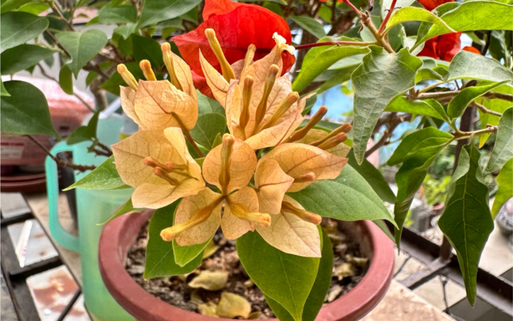 三角梅-塔黄 月季-橙色阳台 花开