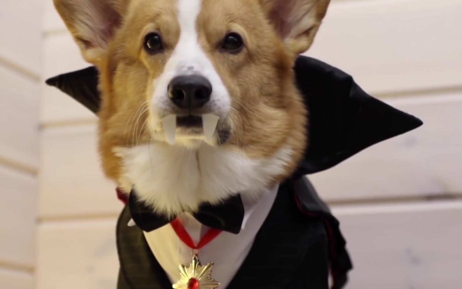 天黑请闭眼,我是萌狗伯爵,你要到我家参观一下吗?