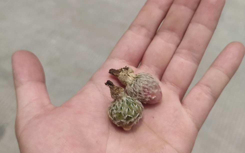 星兜仙人球果实种子成熟2022年5月18日