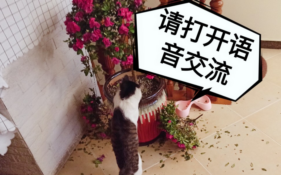 花:请打开语音交流