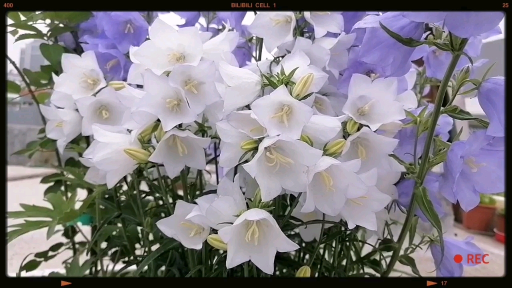 耐寒零下20度的桃叶风铃草