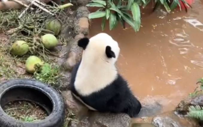 [图]精致男孩阿贡“泡澡”～（230207海南热带野生动植物园直播录屏贡贡cut）