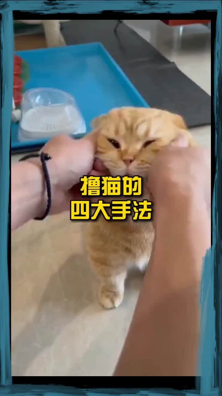 滚猫的四种方法!你怎么操猫#猫#喵星#猫#可爱的宠物#猫#科普知识𐟍𙰟𚰟𖥓”哩哔哩bilibili