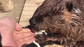 一只正在 洗澡 的海狸 哔哩哔哩 つロ干杯 Bilibili