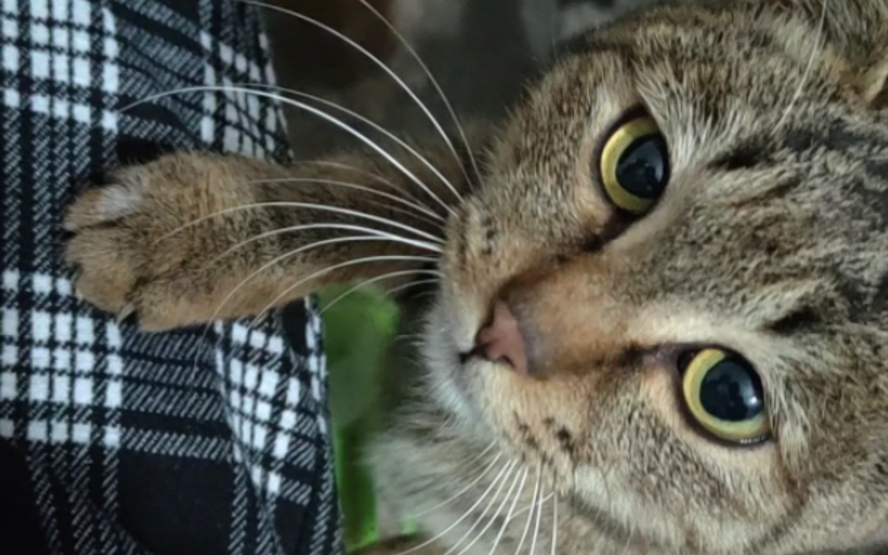 可乐猫挨着人时不会伸出爪子的