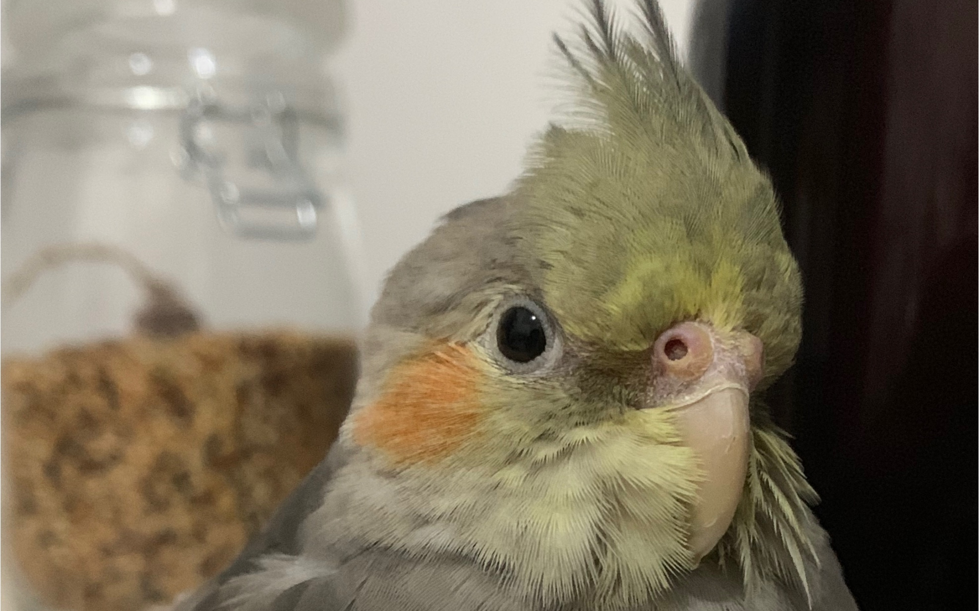 玄凤鸡的每日睡前唠叨