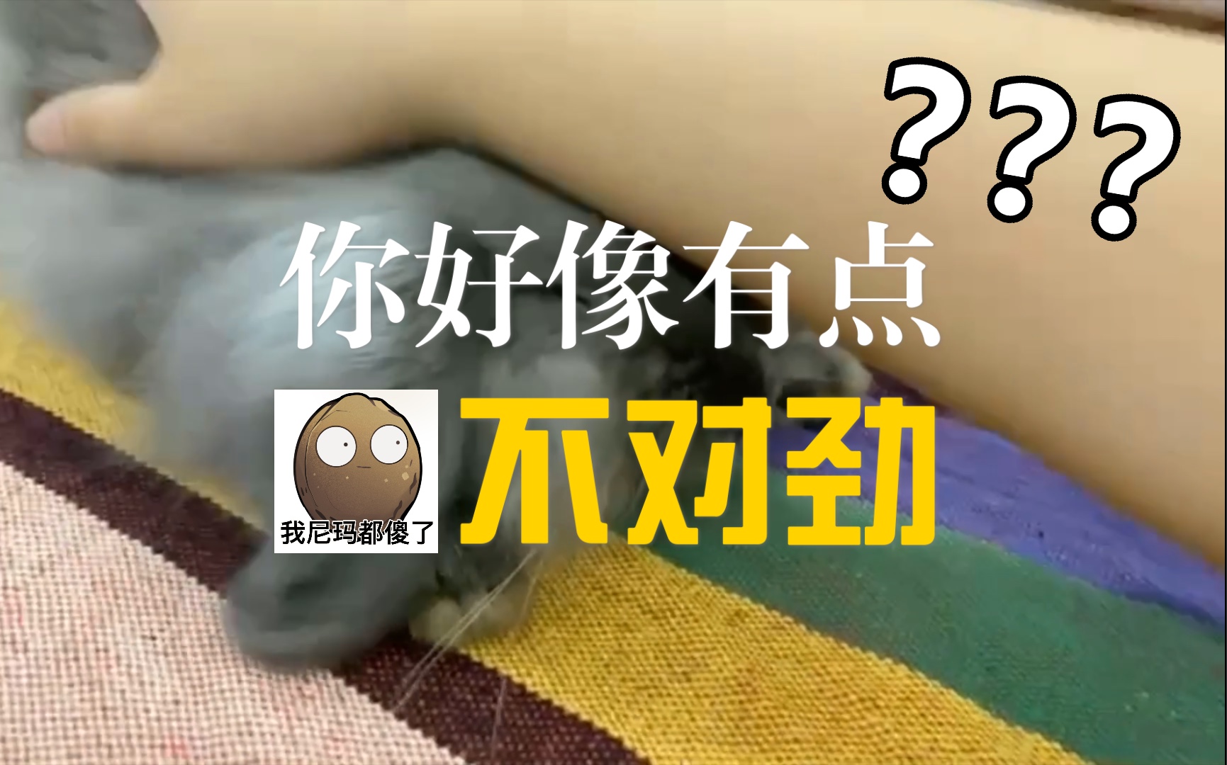 介是一个正经撸兔视频~兔兔:这人怕是疯球了~哔哩哔哩bilibili