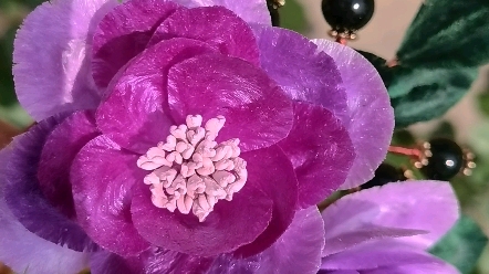 紫色洋牡丹绒花_哔哩哔哩_bilibili