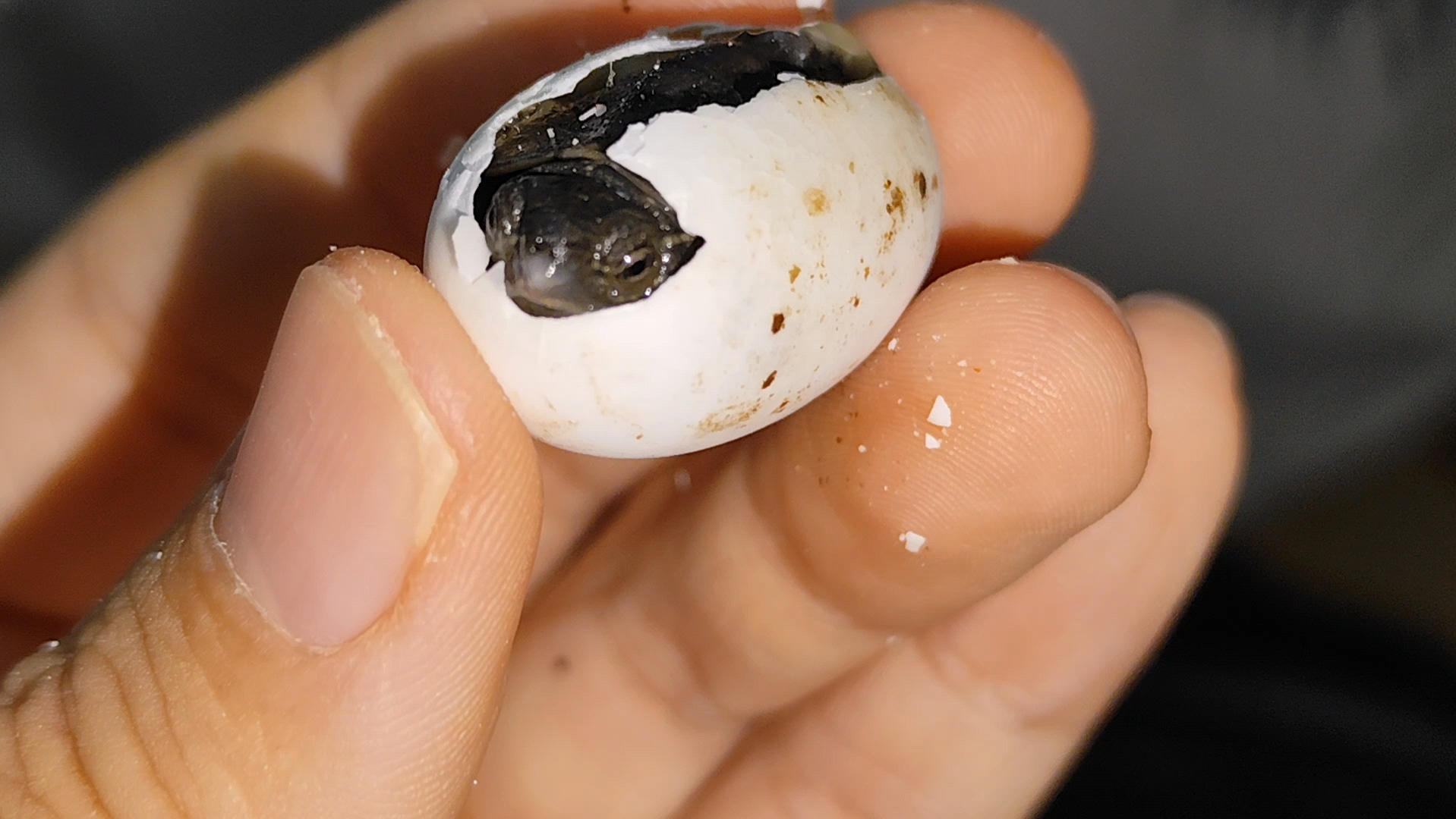 我的狗蛋回来了