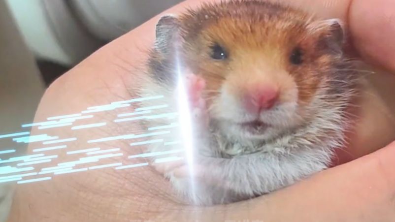 【动物配音】鼠鼠我要去单杀汤姆了捏