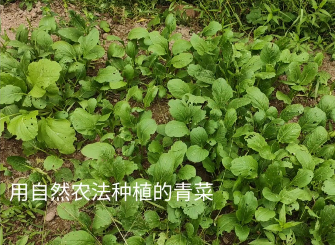 践行自然农法种菜第一步,开荒