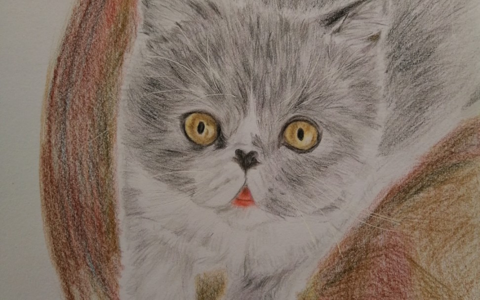 彩铅画一只加菲猫 彩铅练习中