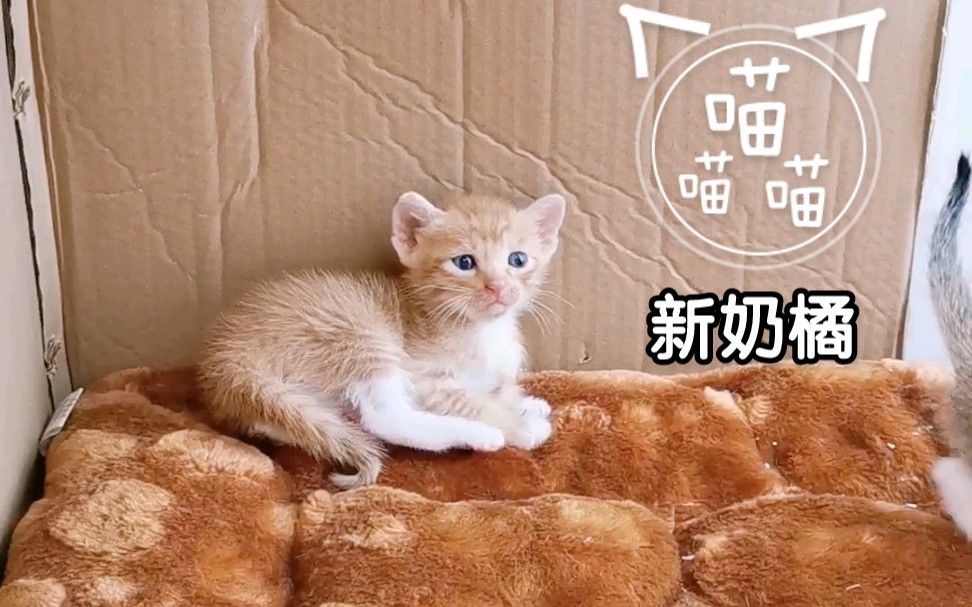 一只无聊小奶橘直拍