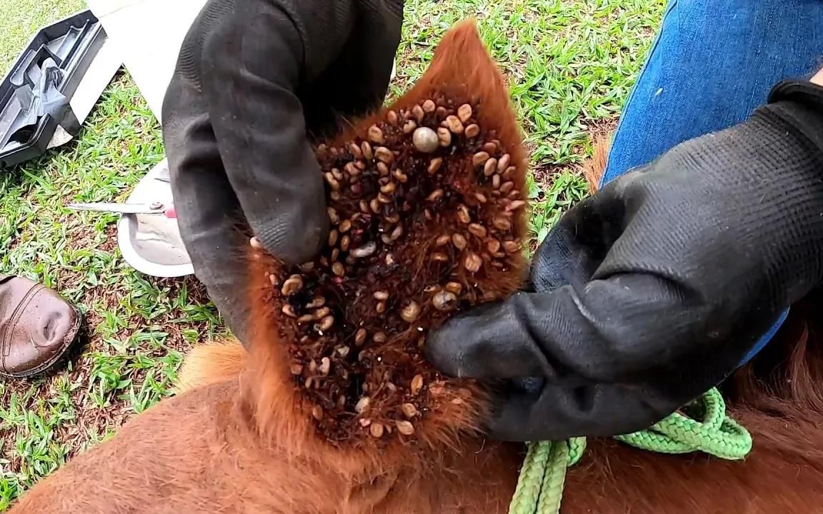 小马耳朵被蜱虫感染，用刮片刮下一小盆蜱虫，脖子上也都沾满了