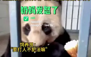 Download Video: 大熊猫遭游客打哭，奶妈直言想给他两耳光，网友举手支持#熊猫