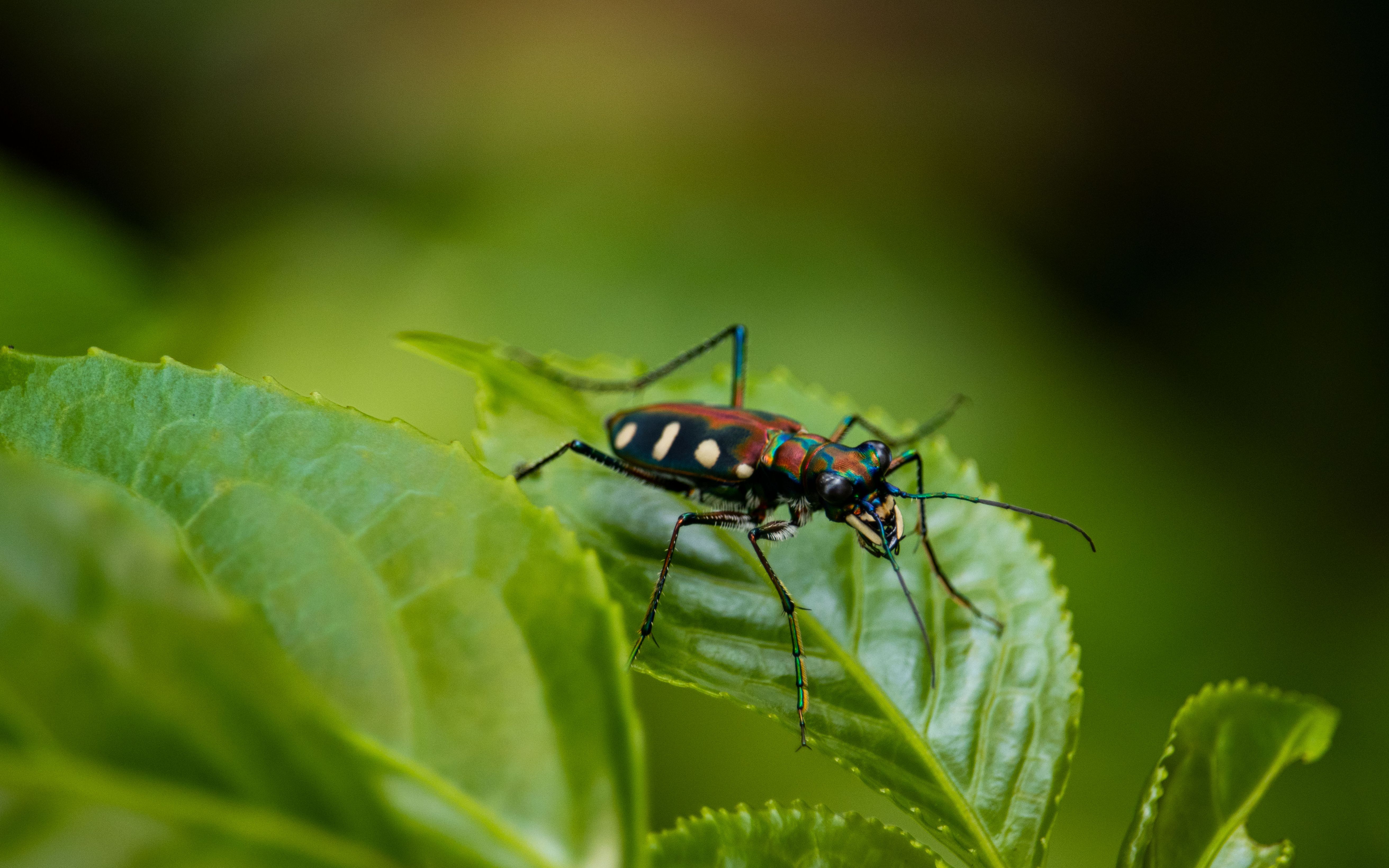 爬行速度最快的昆虫之一,按比例速度不输猎豹