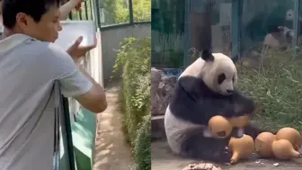 Скачать видео: 高温天熊猫“喜乐”坚持晒太阳 不肯回屋 饲养员大喊：祖宗回去吧！