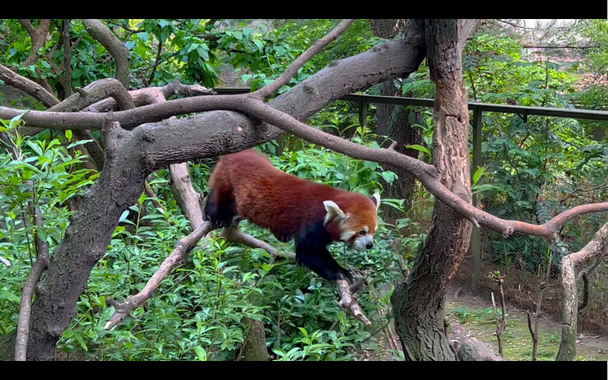 紐約中央公園動物園