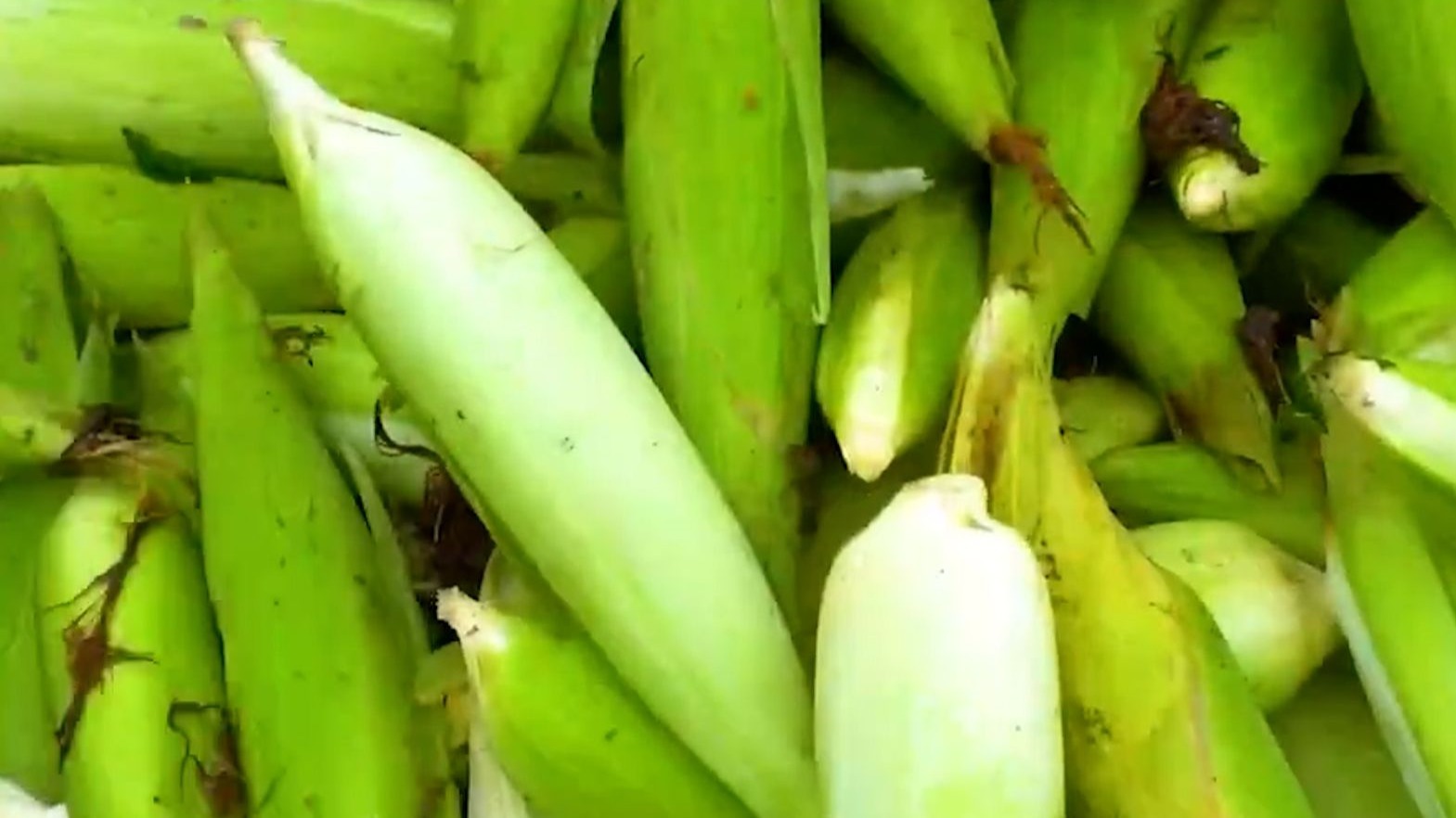 嫩玉米采收季,带着苞叶才新鲜