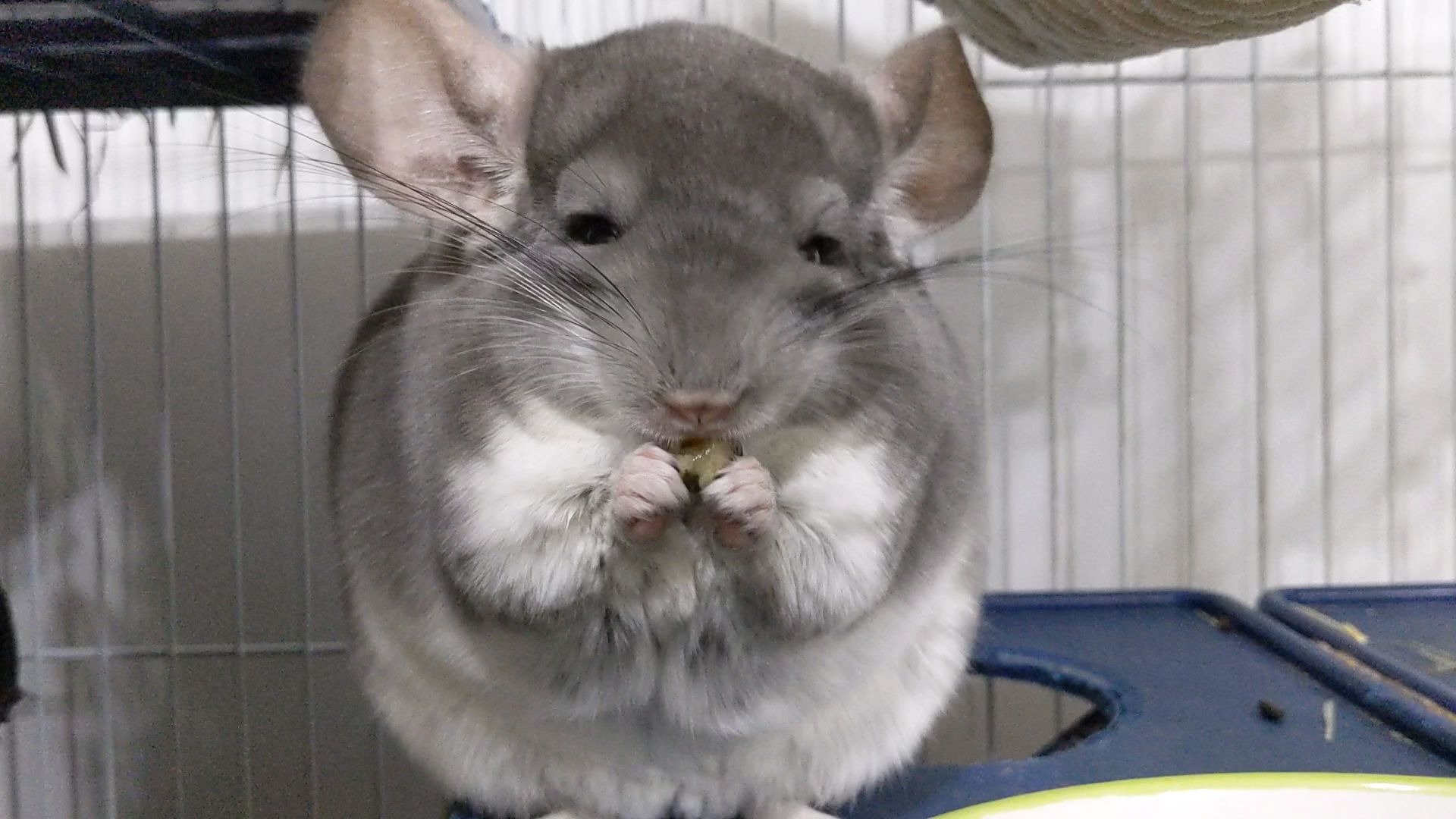 龙猫bouba吃蓝莓