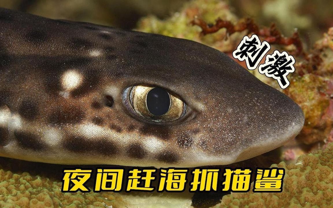 [图]《印尼·李王岛》第3集：赶海抓猫鲨，收获做成潮汕美食，贼好吃