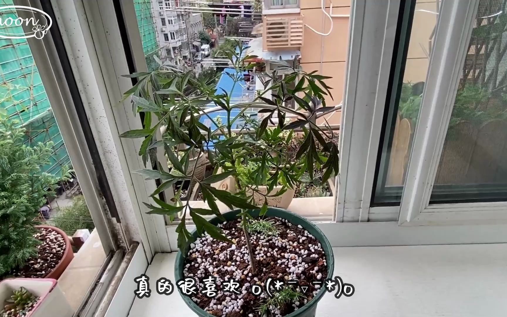 【开箱】暗黑系植物【黑叶裂叶接骨木黑色蕾丝】哔哩哔哩bilibili