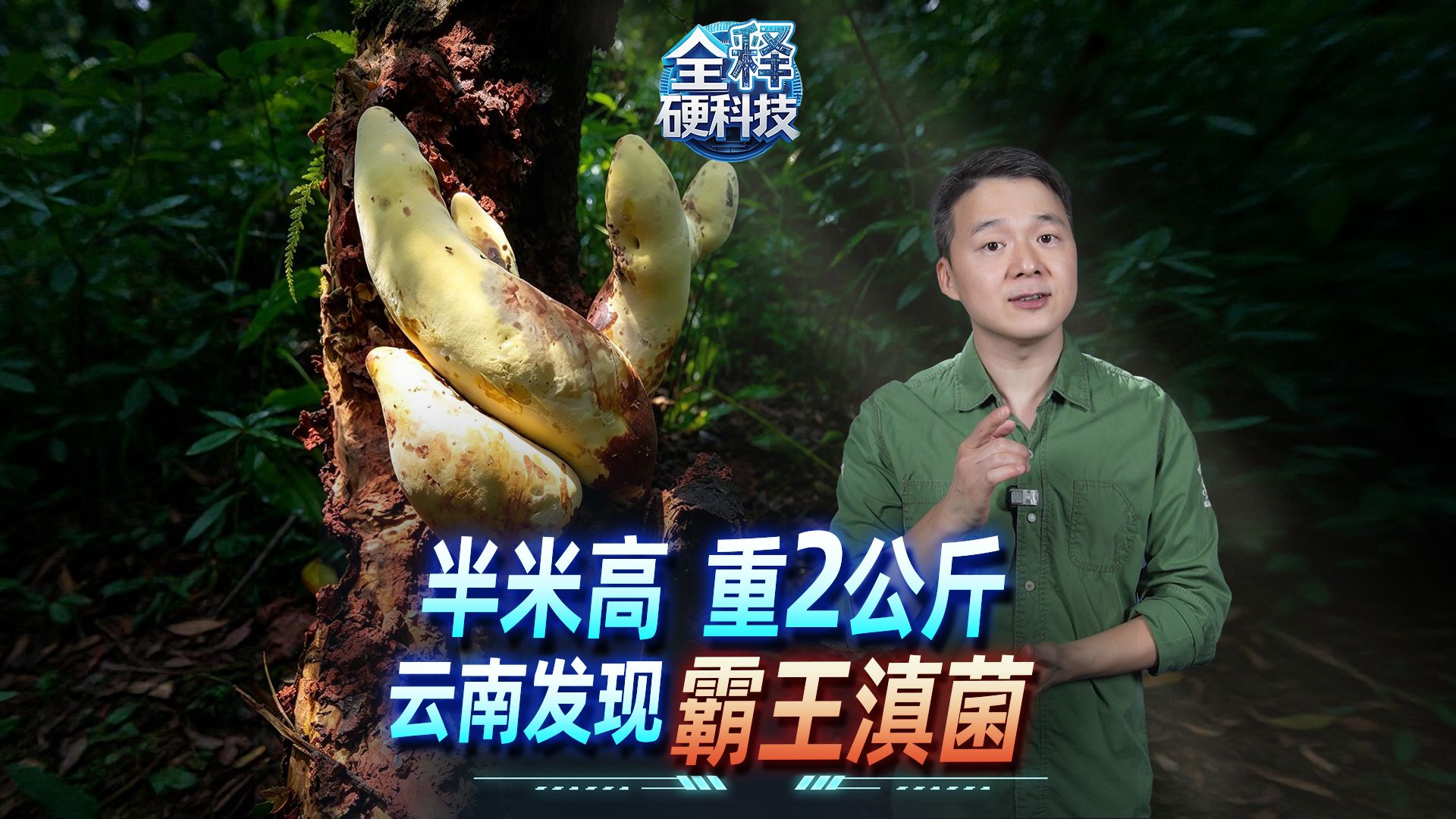 啊 是滇菌王来了｜全释硬科技