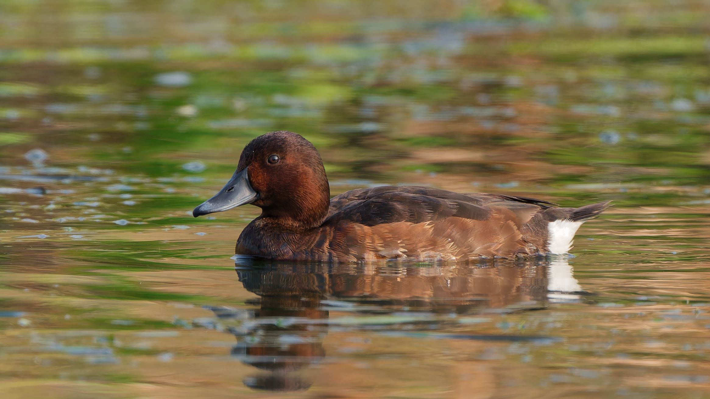 【云观鸟】白眼潜鸭