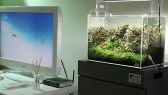 好久没投稿了 今天投个ada扇形造景180厘米缸体 哔哩哔哩 Bilibili 好久没投稿了 今天投个ada扇形造景180厘米缸体 哔哩哔哩 Bilibili