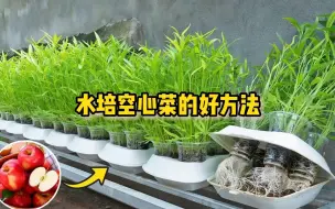 下载视频: 用这个方法在家种空心菜，不仅长得好，还很有创意！