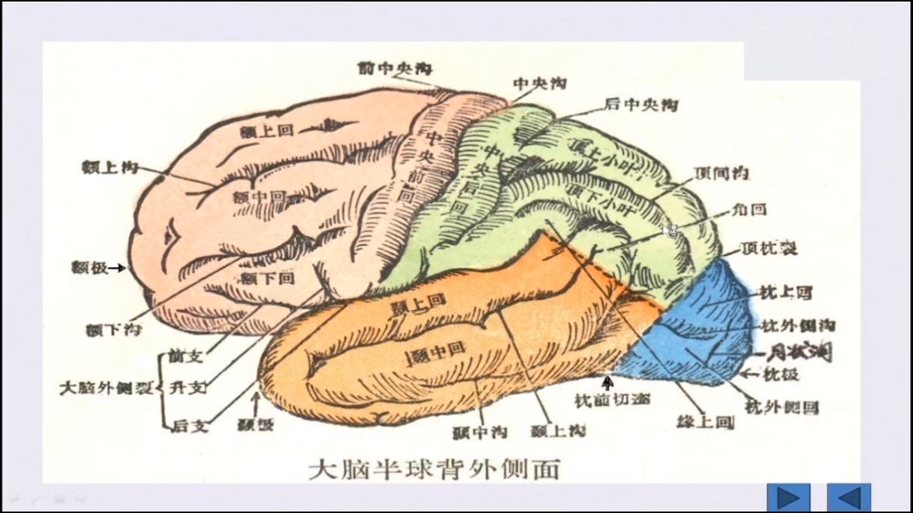 颞叶海马解剖图片图片