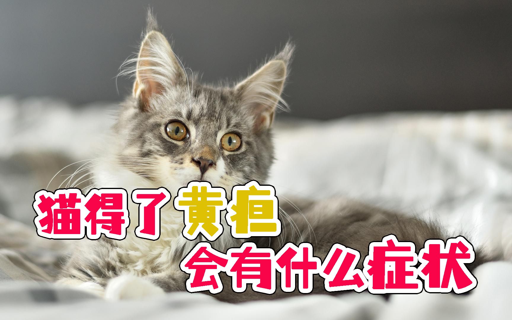 猫得了黄疸会有什么症状哔哩哔哩bilibili