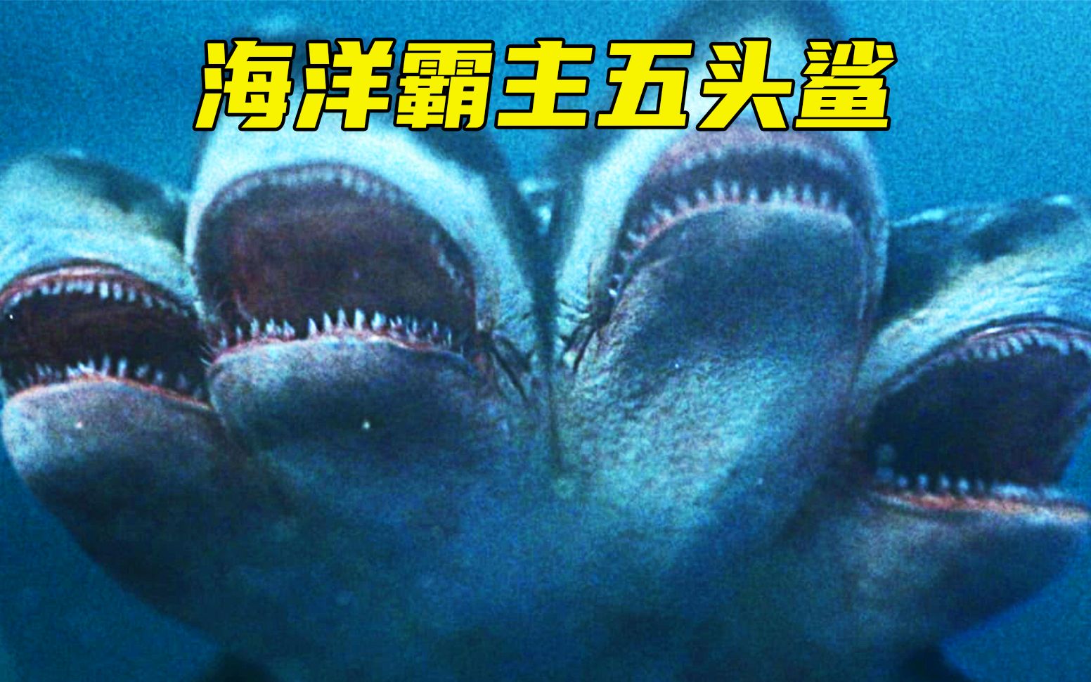 海洋霸主五头鲨凶猛无比